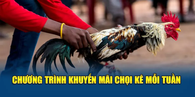 Trải Nghiệm Đá Gà Cựa Dao Đỉnh Cao Tại Nhà Cái W88 3 Chương trình khuyến mãi chọi kê mỗi tuần