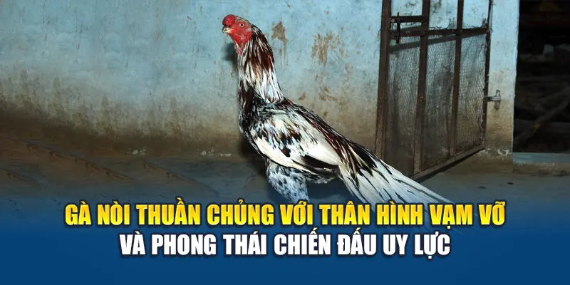 Gà Nòi Là Gì? Tìm Hiểu Thông Tin Chuẩn Xác Cùng W88 1 Gà nòi là gì? Giống thuần chủng với thân hình vạm vỡ và phong thái chiến đấu uy lực