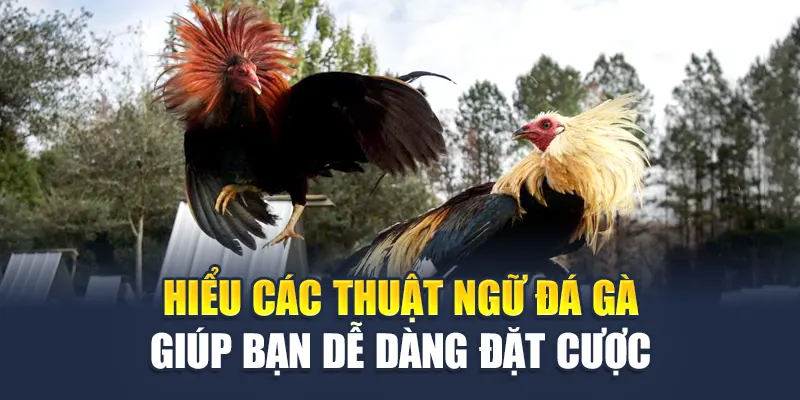 Khám Phá Thuật Ngữ Đá Gà Chuẩn Xác Từ W88 Dành Cho Tân Thủ 3 Hiểu các thuật ngữ đá gà giúp bạn dễ dàng đặt cược