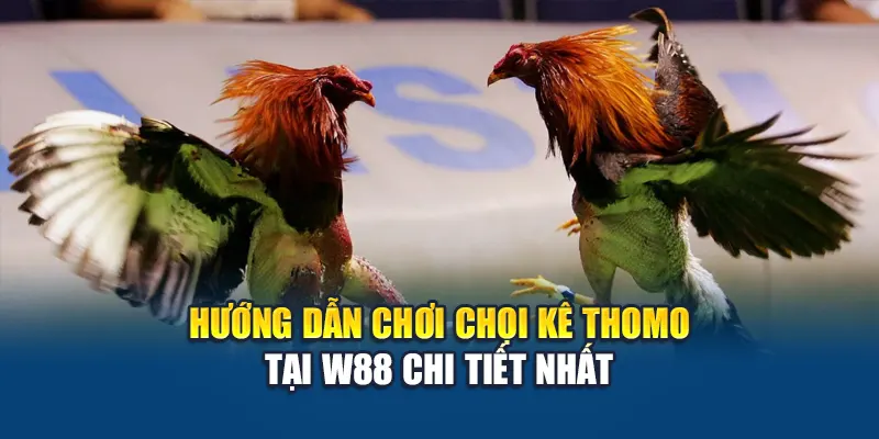 Đá Gà Thomo – Trải Nghiệm Đỉnh Cao Tại W88 Hôm Nay 2 Hướng dẫn chơi chọi kê Thomo tại W88 chi tiết nhất