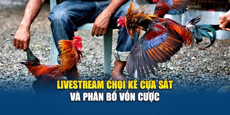 Trải Nghiệm Đá Gà Cựa Sắt Đỉnh Cao Tại Nhà Cái W88 3 Livestream chọi kê cựa sắt và phân bổ vốn cược