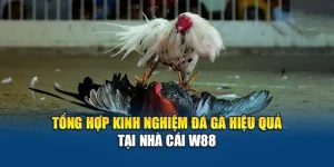 Tổng Hợp Kinh Nghiệm Đá Gà Hiệu Quả Tại Nhà Cái W88
